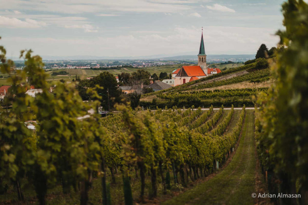 Weingarten, Blick auf Gumpoldskirchen (© Adrian Almasan)